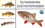 De Nederlandse zoetwatervissen