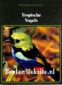 Tropische Vogels